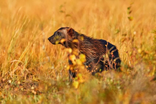 狼獾日落 金黄色的野草里 狼獾在奔跑 芬兰生境中的动物行为 芬兰针叶林的狼 大自然的野生动物场景 从欧洲北部来的稀有动物 — 图库照片