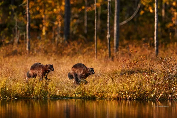 Wolverine Sunset Wolverine Running Autumn Golden Grass Animal Behaviour Habitat — Fotografia de Stock