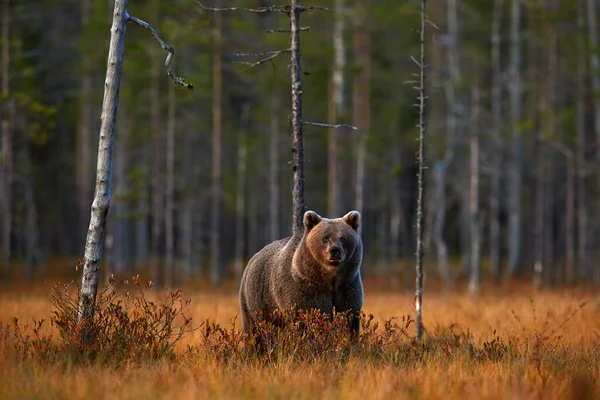 Осенний Вечер Природы Медведь Спрятан Желтом Лесу Падение Деревьев Медведем — стоковое фото