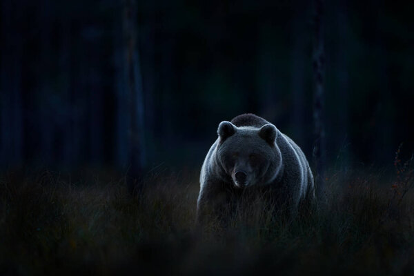 Wildlife in night. Brown bear walking in dark night forest. Dangerous animal in nature taiga and meadow habitat. Wildlife scene from Finland near Russian border. 