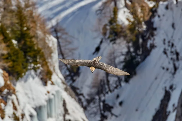 Lammergeier Γενειοφόρος Γυπαετός Ιπτάμενο Πουλί Πάνω Από Βουνό Του Βραχώδους — Φωτογραφία Αρχείου