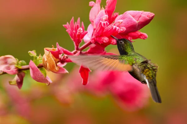 Coppery Headed Emerald Microchera Cupreiceps Small Hummingbird Endemic Costa Rica — 스톡 사진