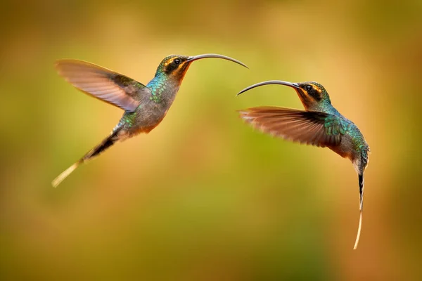 Kolibrie Gevechten Avond Zonsondergang Zal Leven Kolibrie Met Lange Snavel — Stockfoto