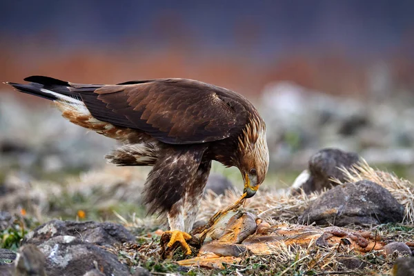 Eagle with cow viscera and entrails. Golden eagle,walking between the stone, Rhodopes mountain, Bulgaria. Eagle, evening light, brown bird of prey with big wingspan. Cow carcass on the rock with eagle.