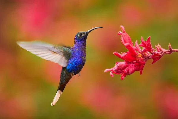 Colibrí Violeta Sabrewing Gran Pájaro Azul Volando Junto Hermosa Flor — Foto de Stock