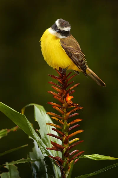 사회적 플라이 사냥꾼 Myiozetetes Similis Passerine Bird Americas Big Tyrant — 스톡 사진