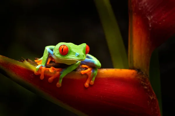 Schöne Amphibie Nächtlichen Wald Detailaufnahme Von Froschroten Augen Versteckt Grüner — Stockfoto