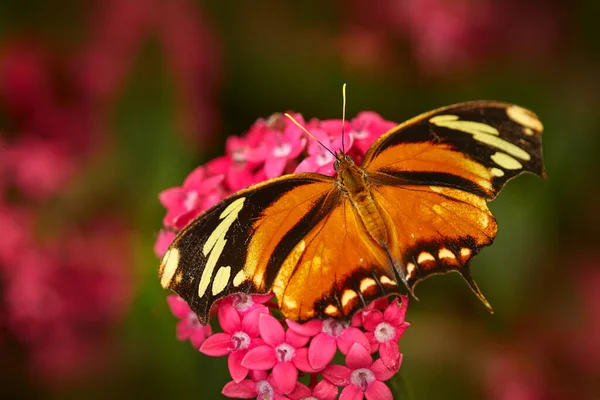 Konzul Fabius Tygří Listoví Oranžový Černý Motýl Sedící Růžovém Květu — Stock fotografie