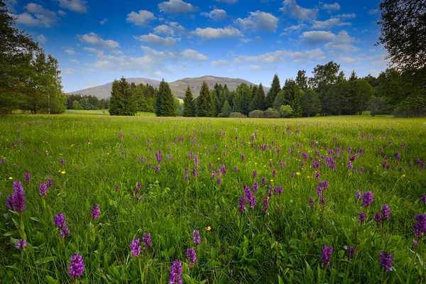 Broad Leaved Marsh Orchid Krkonose Montaña Prado Florecido Primavera Colinas —  Fotos de Stock