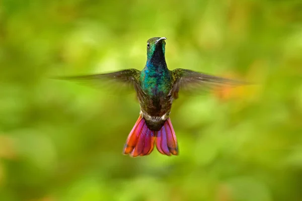 Hummingbird Green Breasted Mango Flight Next Pink Flower Wild Tropical — Fotografia de Stock