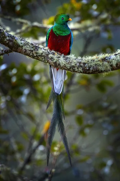 Великолепный Quetzal Pharomachrus Mocinno Savegre Коста Рике Размытым Зеленым Лесом — стоковое фото