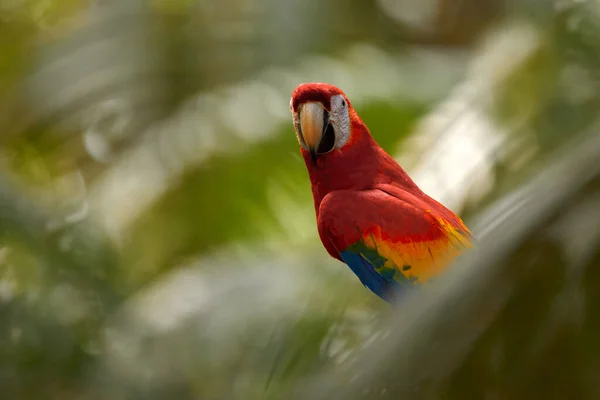 Czerwona Papuga Scarlet Macaw Ara Macao Ptak Siedzący Gałęzi Rzeka — Zdjęcie stockowe