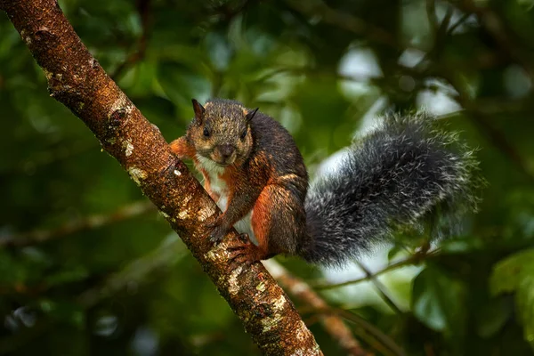 Vida Selvagem Costa Rica Esquilo Variegado Sciurus Variegatoides Com Comida — Fotografia de Stock