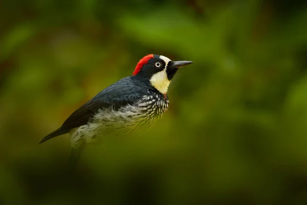 Woodpecker Hidden Green Vegetation Acorn Woodpecker Melanerpes Formicivorus Beautiful Bird — Fotografia de Stock