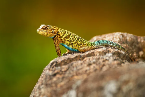 斯威夫特 马氏青霉 生活在自然界的栖息地 哥斯达黎加稀有蜥蜴的美丽肖像 河边绿林中的八西里克 — 图库照片