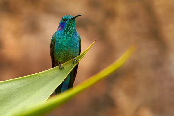 Green Violet Ear Colibri Thalassinus Hummingbird Green Leaves Natural Habitat — Stockfoto