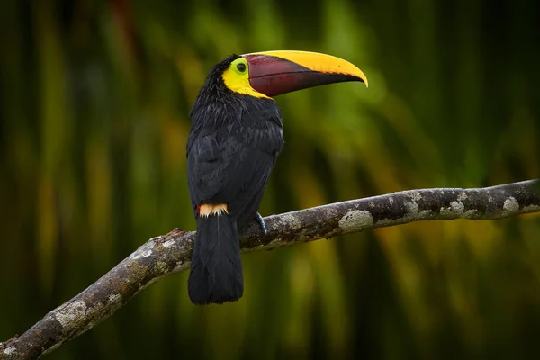 Szélesség Madár Erdőben Gesztenye Állkapocs Toucan Ágon Trópusi Eső Zöld — Stock Fotó