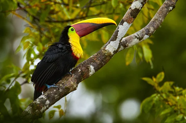 Widlife, bird in forest. Chesnut-mandibled Toucan sitting on the branch in tropical rain with green jungle in background. Wildlife scene from nature. Swainson\'s toucan, Ramphastos ambiguus swainsonii, Costa Rica