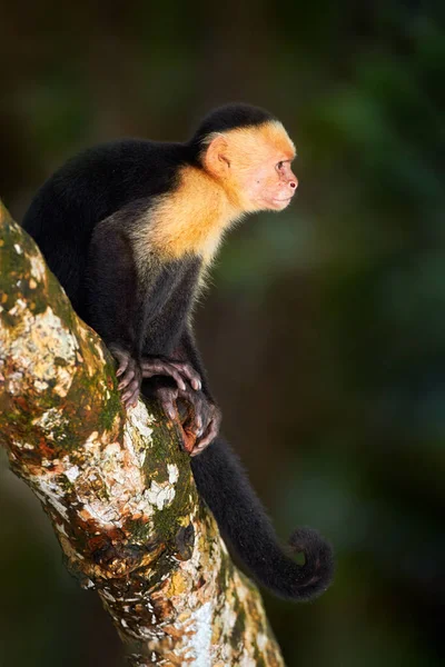 Wild White Headed Capuchin Cebus Capucinus Black Monkeys Sitting Tree — Fotografia de Stock