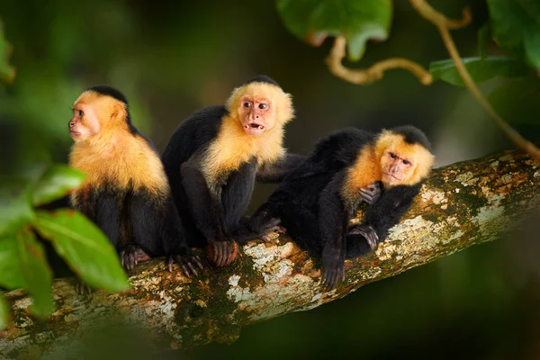 Wild White Headed Capuchin Cebus Capucinus Black Monkeys Sitting Tree — Foto Stock