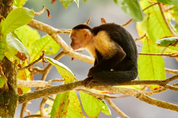 Panama wildlife. White-headed Capuchin, black monkey sitting and shake one\'s fist on tree branch in the dark tropical forest. Wildlife of Panama. Travel holiday in Central America.