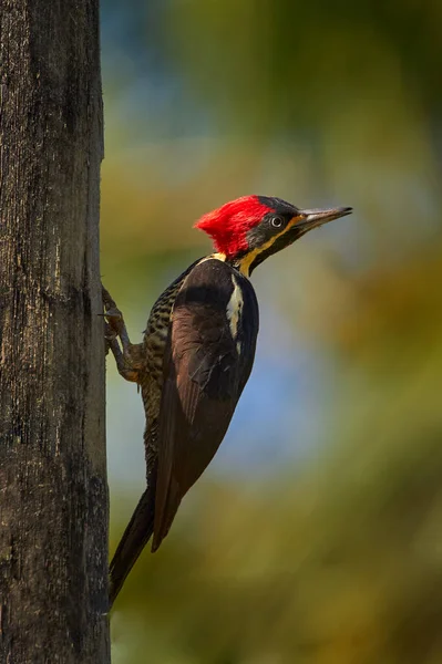 Коста Рика Лінійний Дятел Dryocopus Lineatus Сидить Дереві Отвором Птахом — стокове фото