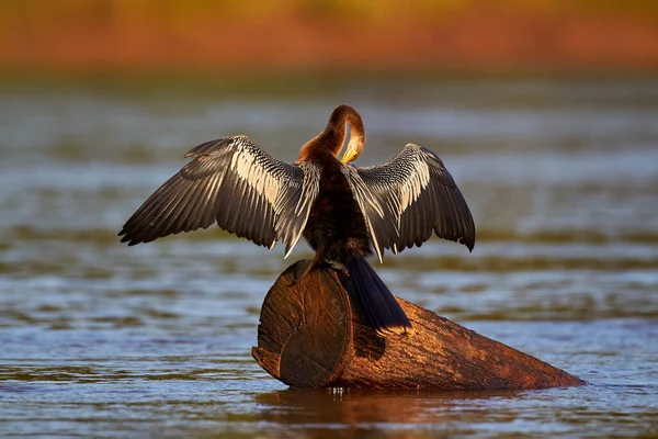 Anhinga Υδρόβιο Πουλί Στο Φυσικό Περιβάλλον Του Ποταμού Θαλάσσιο Πουλί — Φωτογραφία Αρχείου