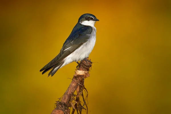 Mangrove Swallow, Tachycineta albilinea, bird from tropical river. Exotic swallow from Costa Rica sitting on the tree branch with clear green background, Central America.