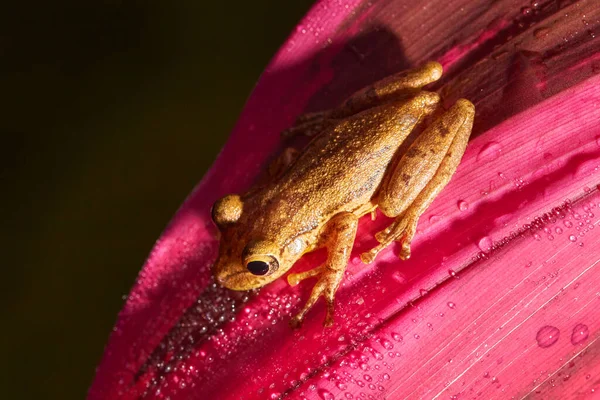 Tropical Frog Stauffers Treefrog Scinax Staufferi Sitting Pink Leaves Nature —  Fotos de Stock