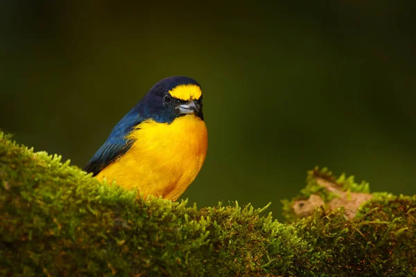 Divoká Zvěř Ptáků Kostarice Žlutohnědá Eufonie Eufonie Hirundinacea Modrý Žlutý — Stock fotografie