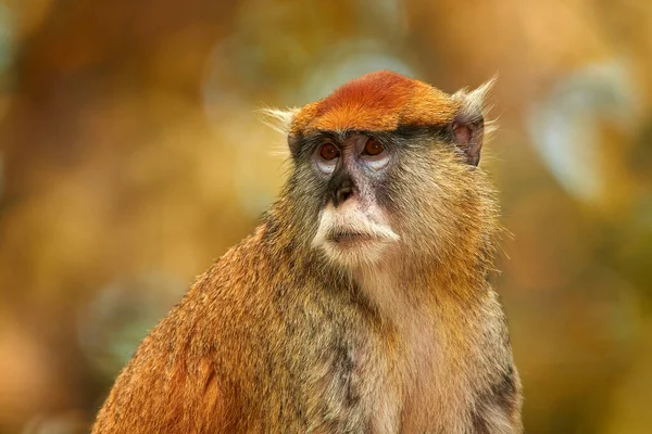 Πίθηκοι Patas Hussar Erythrocebus Patas Κάθονται Κλαδί Δέντρου Στο Σκοτεινό — Φωτογραφία Αρχείου