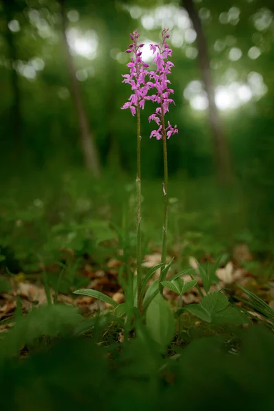 Orchis Mascula Orchid Roxo Adiantado Orquídea Selvagem Terrestre Européia Flowering — Fotografia de Stock