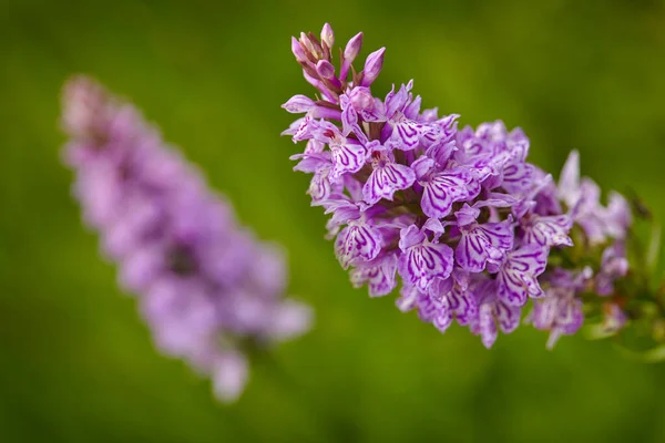 European terrestrial wild orchid in nature habitat, detail of bloom, green clear background, Czech Republic. Pink flover in grass, spring day in Europe