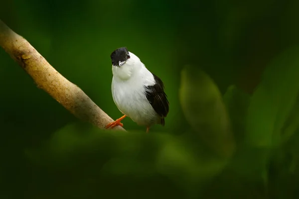 Bird White Bearded Manakin Manacus Manacus Rare Bird Trinidad Central — Foto Stock