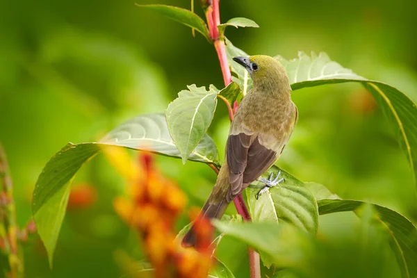 Palm Tanager Sedí Krásné Mechové Větvi Jasným Pozadím Krásný Pták — Stock fotografie