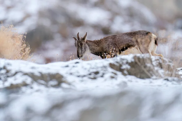 Bharal blue Sheep, Pseudois nayaur, in the rock with snow, Hemis NP, Ladakh, India in Asia. Bharal in nature snowy habitat. Face portrait with horns of wild sheep. Wildlife scene from Himalayas.