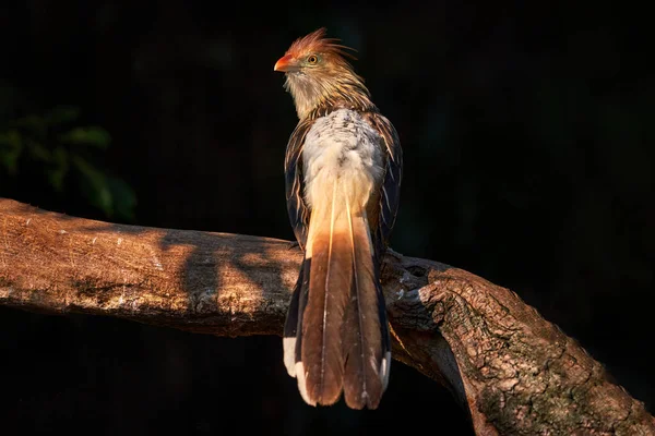 Guira Cuckoo Guira Guira Com Projeto Lei Aberto Habitat Natural — Fotografia de Stock
