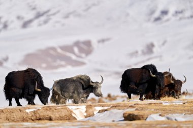 Vahşi öküz, Bos mutus, Himalayalar 'a özgü büyük sığır sürüsü, Kış Dağları, Tso-Kar Gölü, Ladakh, Hindistan. Tibet Platosu 'ndan, karda. Karlı Tibet 'ten boynuzlu kara boğa.