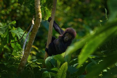 Genç Dağ Gorili ormanı. Goril bebek. Habitatta goril, Uganda 'da Bwindi NP. Afrika 'da vahşi yaşam. Ormandaki ağaçta oynarken, Uganda 'daki vahşi yaşam.