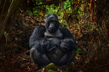 Kongo dağ gorili. Goril, vahşi yaşam orman portresi. Güzel gözlü primat portresini detaylandır. Doğadan vahşi yaşam sahnesi. Afrika. Dağ gorili maymun, Virunga NP. 