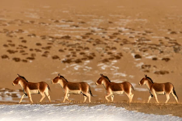 Kiang Equus Kiang Largest Wild Asses Winter Mountain Codition Tso — Fotografia de Stock