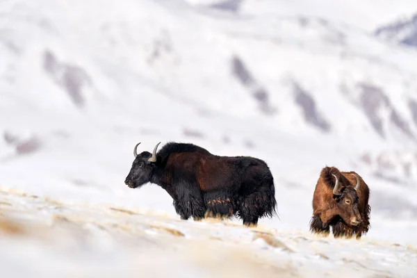 Wild Yak Bos Mutus Large Bovid Native Himalayas Winter Mountain — Stock Photo, Image