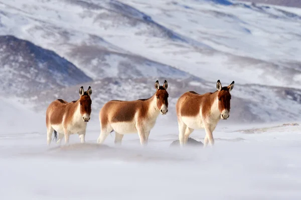 Kiang Tibetan Plateau Snow Wild Asses Heard Tibet Wildlife Scene — Stock fotografie
