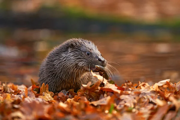 Herbstliche Orange Tierwelt Eurasischer Fischotter Lutra Lutra Detailporträt Von Otter — Stockfoto