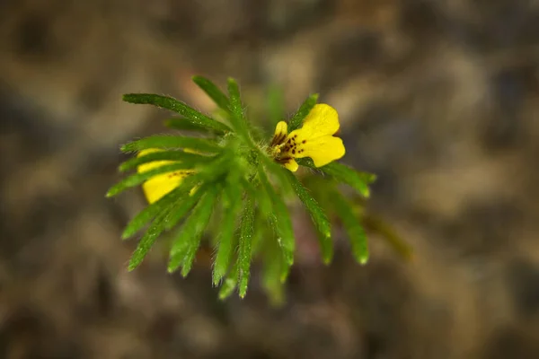 Ajuga Chamaepitys Ground Pine Yellow Bloom Flower Nature Nabitat Rare — Stockfoto