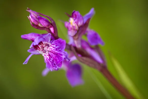 Dactylorhiza Carpatica Carpathian Orchid Flowering European Terrestrial Wild Orchid Nature — Stock Photo, Image