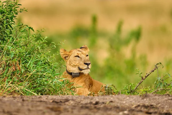 首にGpsカラーのライオン アフリカの風景 アフリカの危険動物 パンテラ 詳細ウガンダアフリカ 自然生息地の猫 芝生の生息地で野生のライオン 晴れた夜の暑い日 — ストック写真