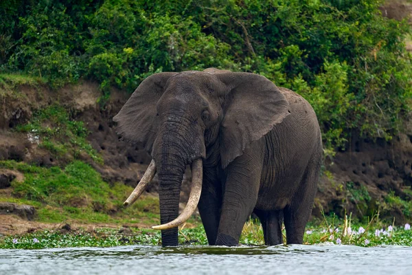 Passeio Aquático Elefante Habitat Natural Uganda Vida Selvagem África Elefante — Fotografia de Stock