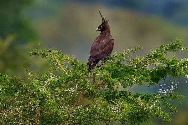 长冠鹰 食人鸟 非洲猛禽 栖息在自然栖息地的绿色灌木上 乌干达伊丽莎白女王Np 在非洲栖息地有大冠的棕鹰 — 图库照片