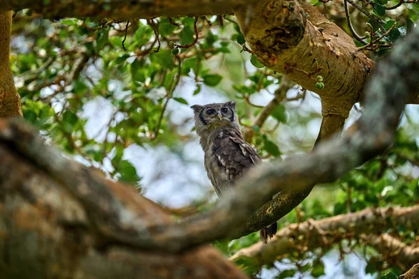 Coruja África Verreaux Eagle Owl Coruja Africana Rara Habitat Natural — Fotografia de Stock